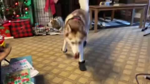 Husky Showing Off Her Cool New Shoes 👟