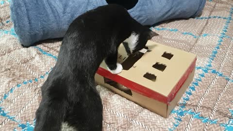 cat playing with shoebox toy