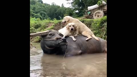 Cute Dog's Fun with Cow