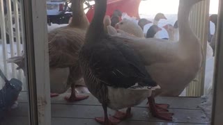 Geese are on the front porch again.