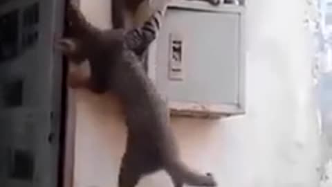 Cats Funny - Knocking Everyone Down