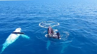 Whale Surfaces to Smile