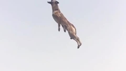 How much a hight can jump a dogs?