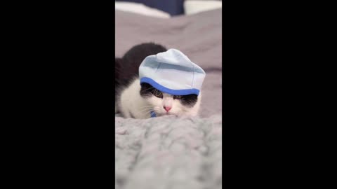 Cute cat wearing hat, funny video, #rumnle, #rumble videos, #PetsTv
