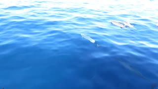 witnessed firsthand a group of dolphins swimming in the open sea