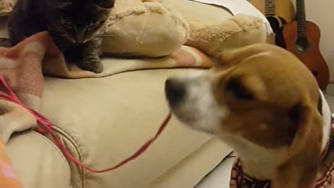 Cat and dog engage in tug-of-war match