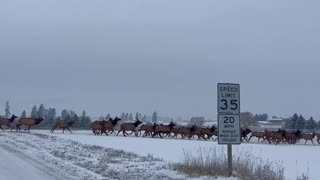 A Migrating Herd Of Elk