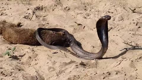 War of Cobra and mangoose_cobra #cobra #animals #village #snake #mangoose