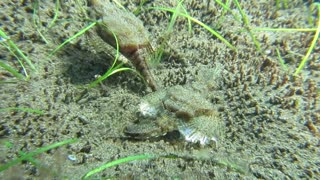 Two Pegasus Fish Scuttle near the Ocean Floor