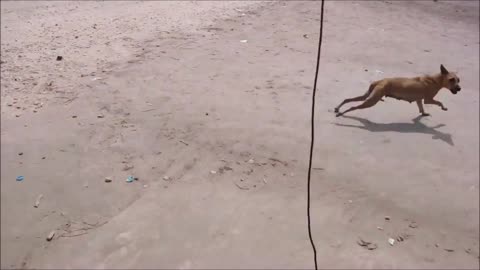 Fake Tiger Prank Dog Run Funny Action video