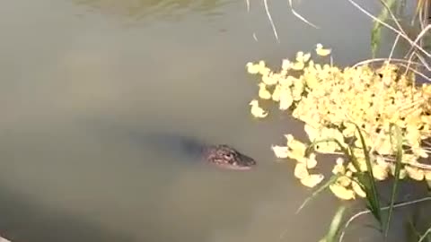 Alligator Attacks, Eats Duckling In Pond 🐟