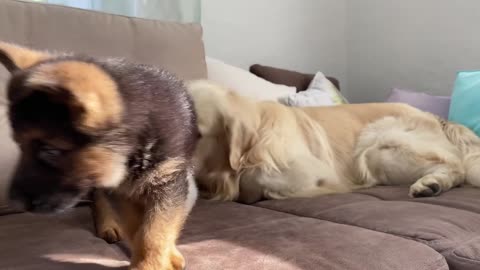 German Shepherd Puppy and Kitten Playing [TRY NOT TO LAUGH