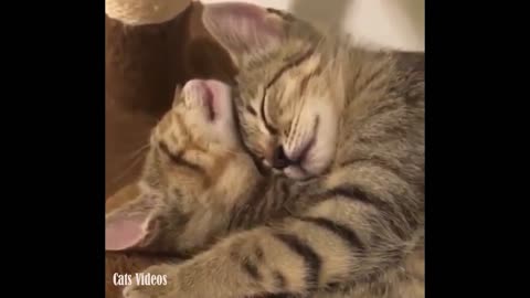 Two cats sleep in the arms of some of them in a manner of magnificence