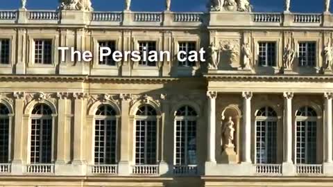 Cats Persian Cat