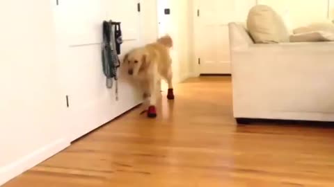 New Boots Confuse Golden Retriever