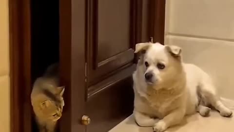 Dog and cat funny Clip