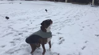 Dog catching snow