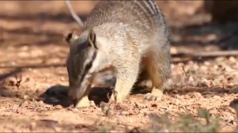 Australia's numbat finds food