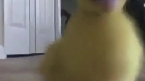 The fastest duckling in the world