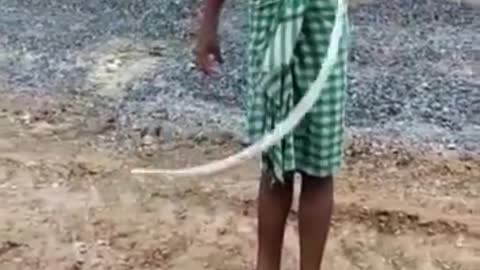 Snake catches his little dil.....o