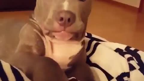 Funny Dogs Videos 2021😄😄