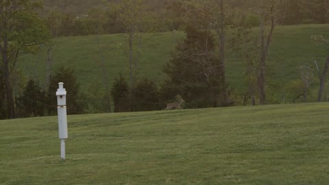 Deer Running Over Hillside