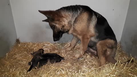 German Shepherd Mom Is Captivated By Her Puppies
