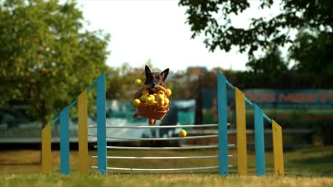 Un chien très fort sautant des obstacles avec un panier plein de boules