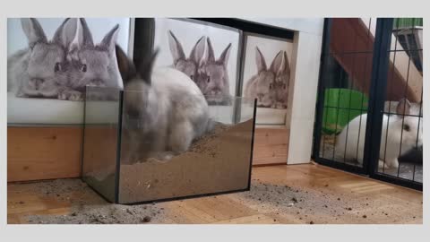 fluffy rabbit digging