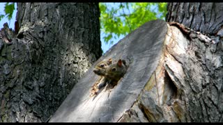 A Squirrelly Day