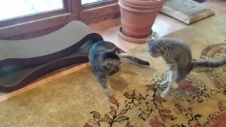 Kitten and Cat High Five!