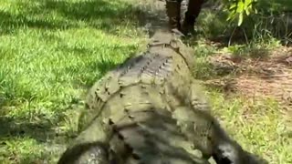 Dundee the Giant Saltwater Crocodile