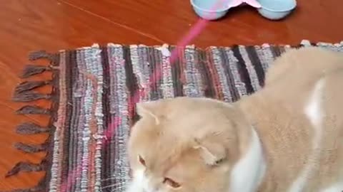 Cute fat cat playing with a toy