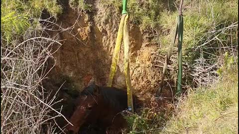 Missing Horse Found and Rescued From Deep Ditch