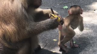 monkey picks a banana