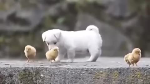 Cute puppy playing with chiken