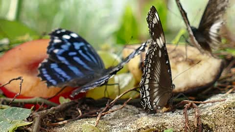 Butterflies Insects Jumps Down On Leaf