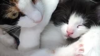 Three Cats Sleeping In Tiny Box