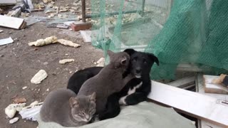 Cat Gives Dog a Massage