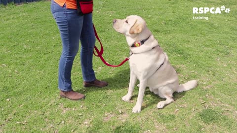 Teaching your dog to sit and drop