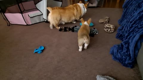 Sibling rivalry corgi style