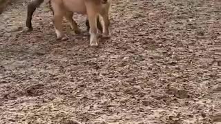 Cute horses plating around