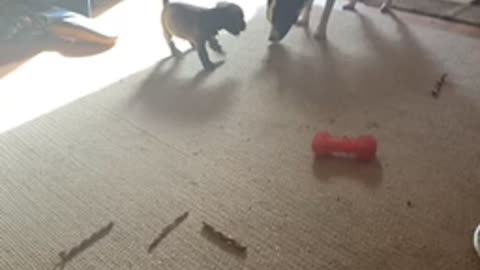 Adorable puppy playing