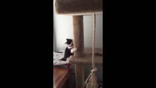 Cute kitten knocks over lamp while playing in house