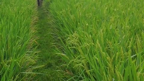 The process of fertilizing pests in glutinous rice