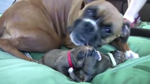Amazing dog give Birth while standing