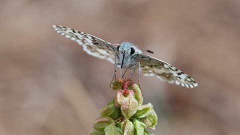 Micro Record Of Butterfly Extract Some Flower Nectar