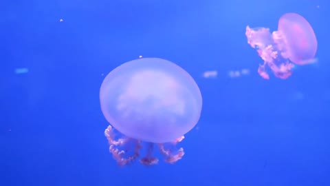 jellyfish swimming in the ocean||jellyfish swimming technique||jellyfish swimming relaxing