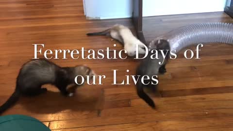 Adorable Baby Ferrets Playing 2023