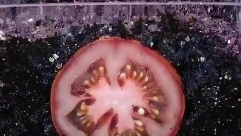 Growing tomatoes in the home under suitable conditions.